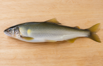 鮎魚醤の原料魚である鮎を表した参考図（AI生成）