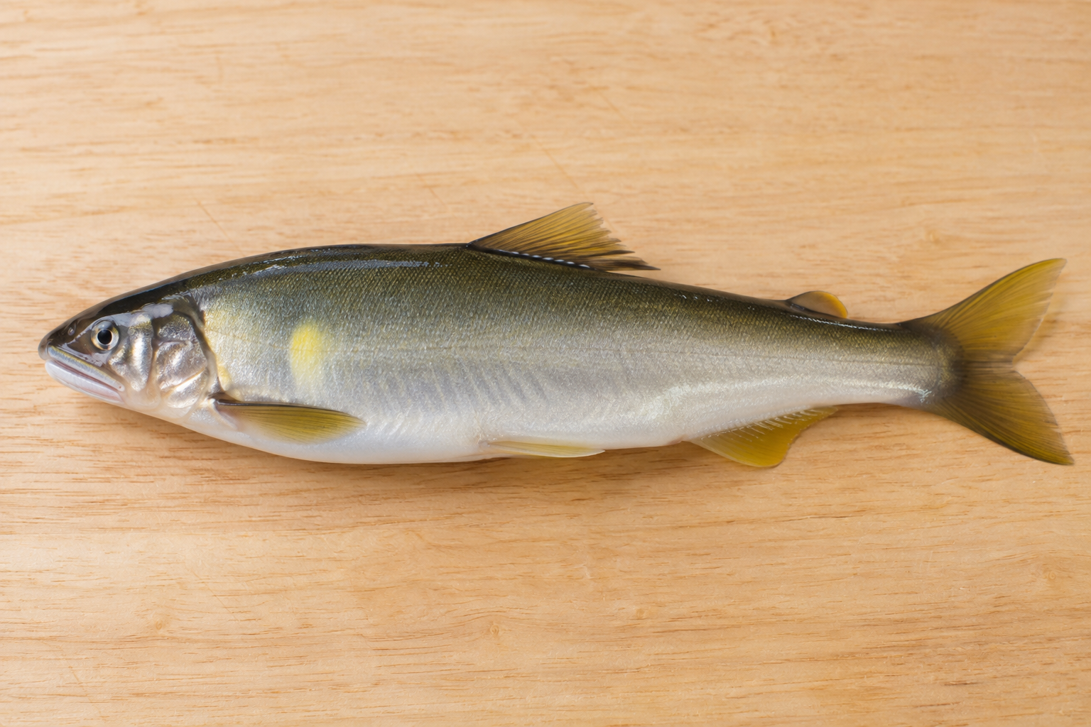 鮎魚醤の原料魚である鮎を表した参考図(AI生成)